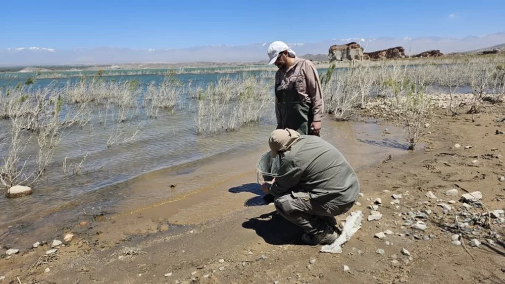 FISCALÍA CERRÓ EL CASO DE MUERTE DE PECES EN CUESTA DEL VIENTO