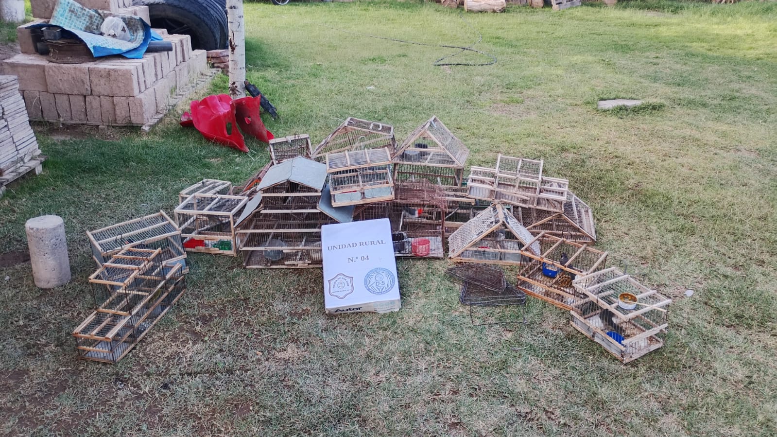 RESCATAN AVES AUTÓCTONAS Y DESMANTELAN PLANTACIÓN DE CANNABIS