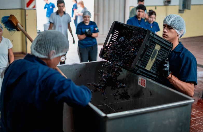 ENOLOGÍA VUELVE A PRODUCIR VINO