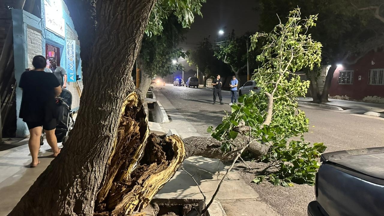UNA RAMA DE GRAN PORTE GOLPEÓ A UN MOTOCICLISTA EN SANTA LUCÍA
