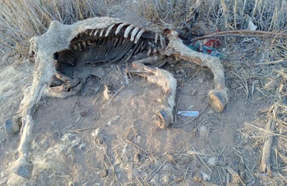 CRECEN LAS SOSPECHAS POR POSIBLE CONSUMO DE CARNE DE BURRO