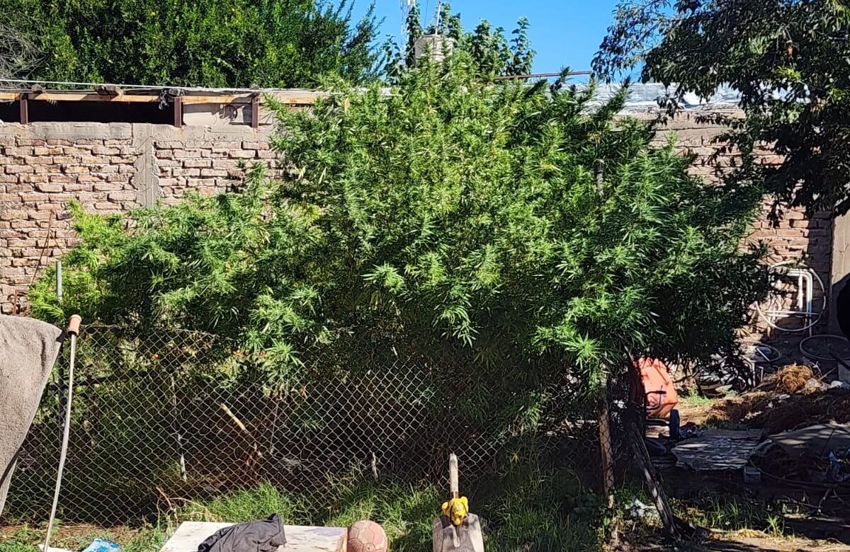 SECUESTRAN PLANTAS DE MARIHUANA TRAS UN ALLANAMIENTO