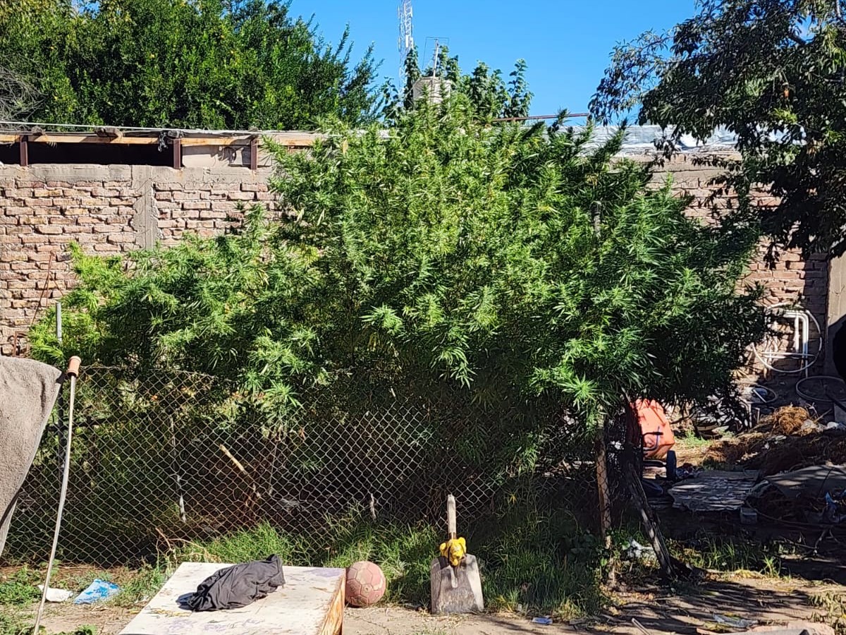 SECUESTRAN PLANTAS DE MARIHUANA TRAS UN ALLANAMIENTO
