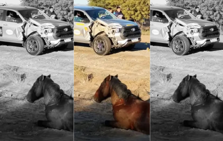 OTRO ACCIDENTE QUE INVULCRA ANIMALES SUELTOS EN LA RUTA 40
