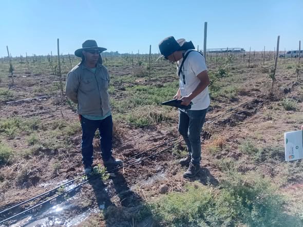 DETECTAN EMPLEO EN NEGRO EN FINCA PISTACHERA
