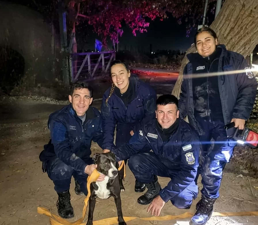El extraño caso del perro que apareció en la copa de un árbol