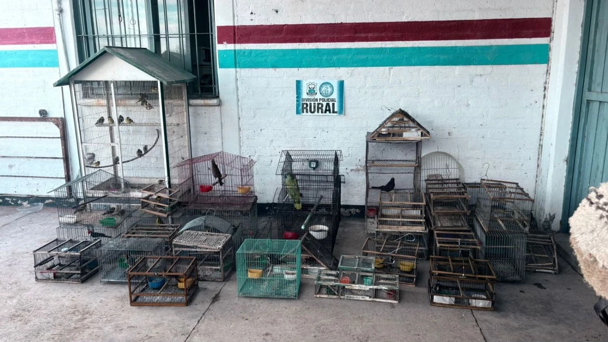 Rescate de aves silvestres en cautiverio de un domicilio en Pocito