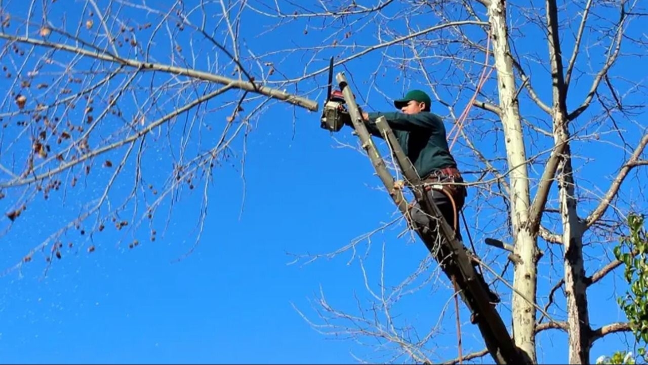 UN TRABAJADOR EN ESTADO DE COMA LUEGO DE CAER DESDE UN ÁRBOL QUE PODABA