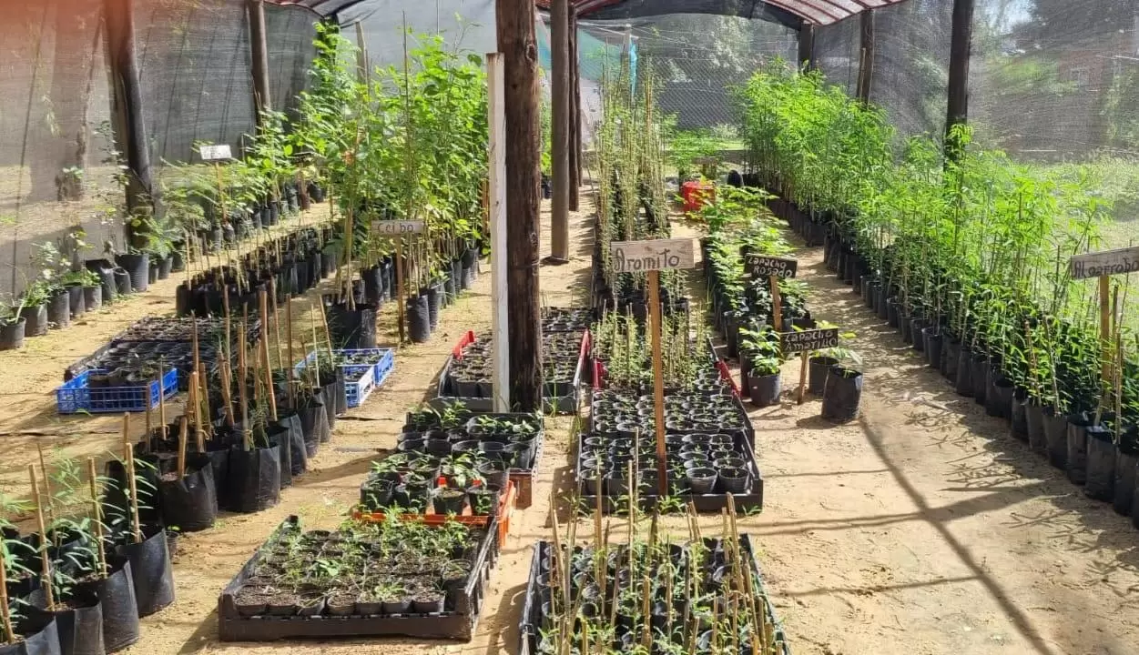 Comprarán 8.500 árboles para los 19 departamentos
