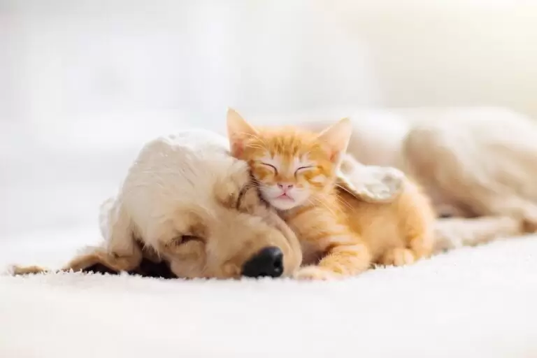 El negocio de cuidar mascotas mueve u$s73.000 millones al año