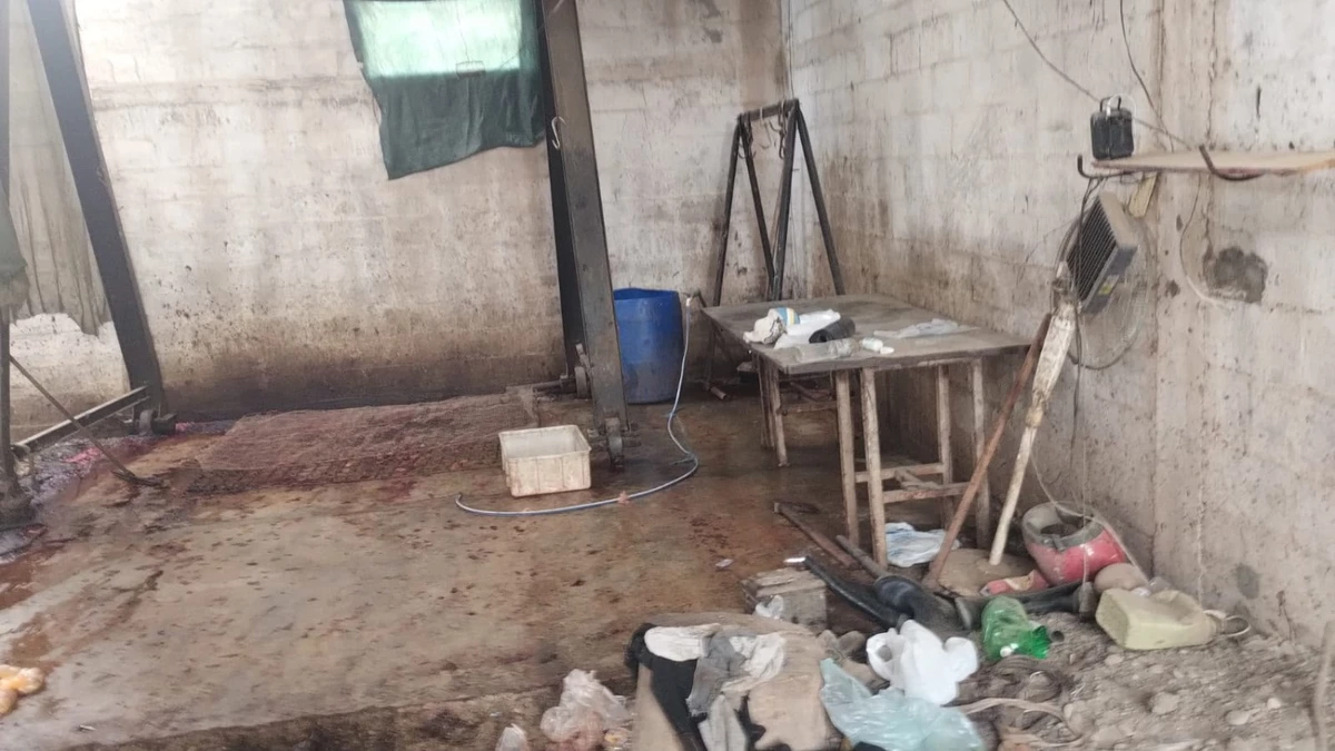 Desmantelan un matadero clandestino de caballos en Pocito