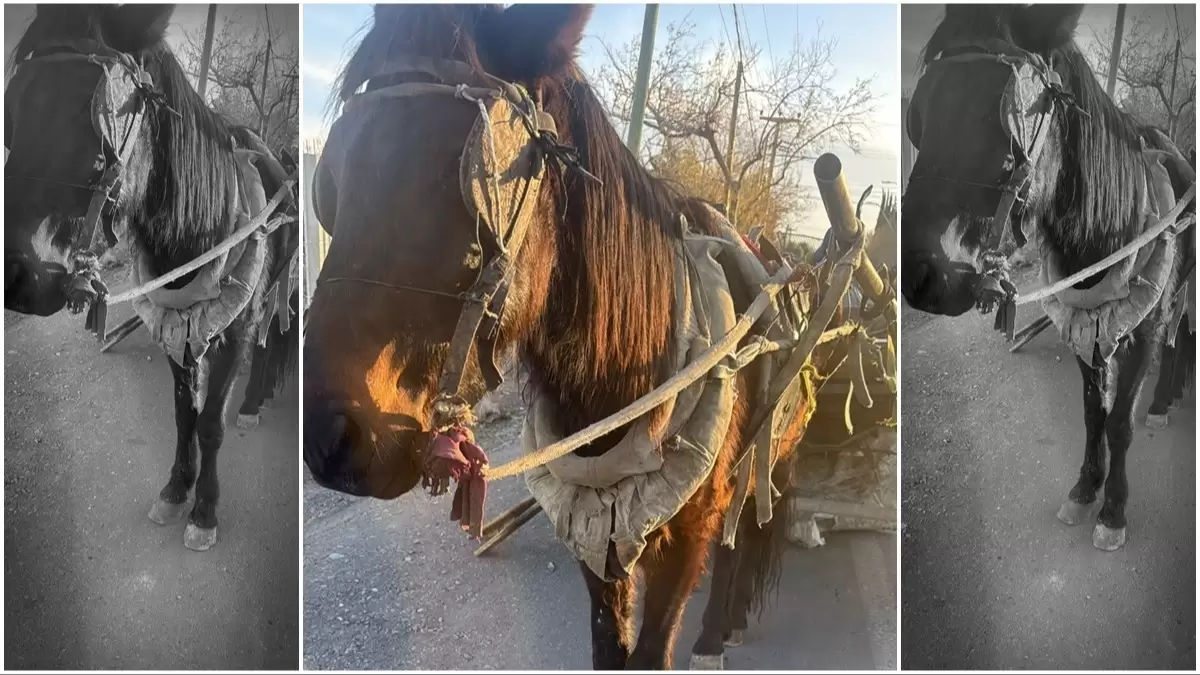 Detienen a un carretelero que usaba un caballo en total estado de abandono