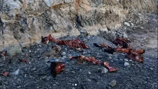 Encuentran restos de animales faenados cerca del Dique Cuesta del Viento