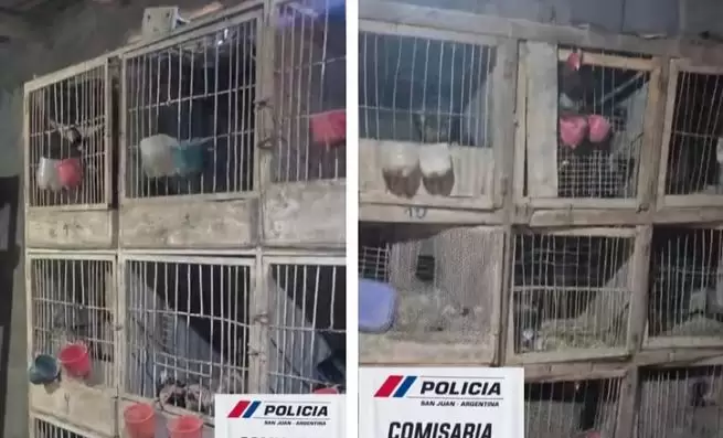 25 de Mayo: secuestran 80 gallos de riña de criadero clandestino