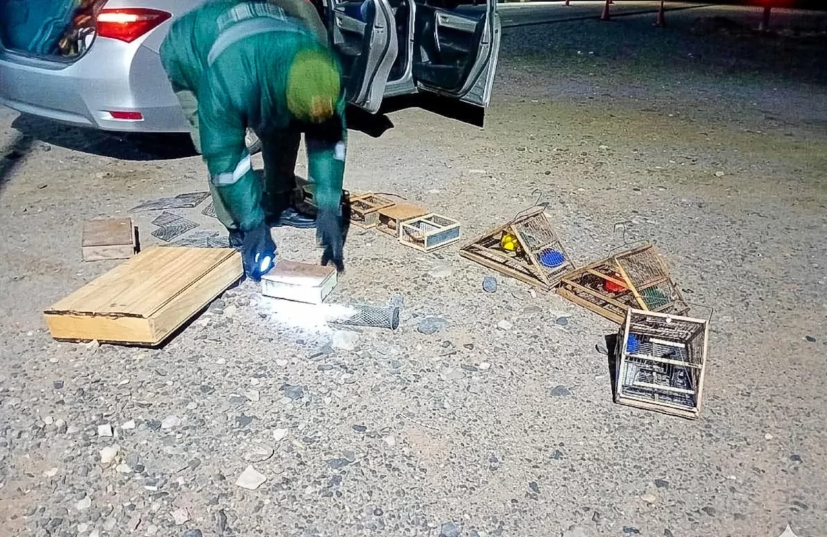 Rescataron 30 aves silvestres en un operativo contra el tráfico ilegal