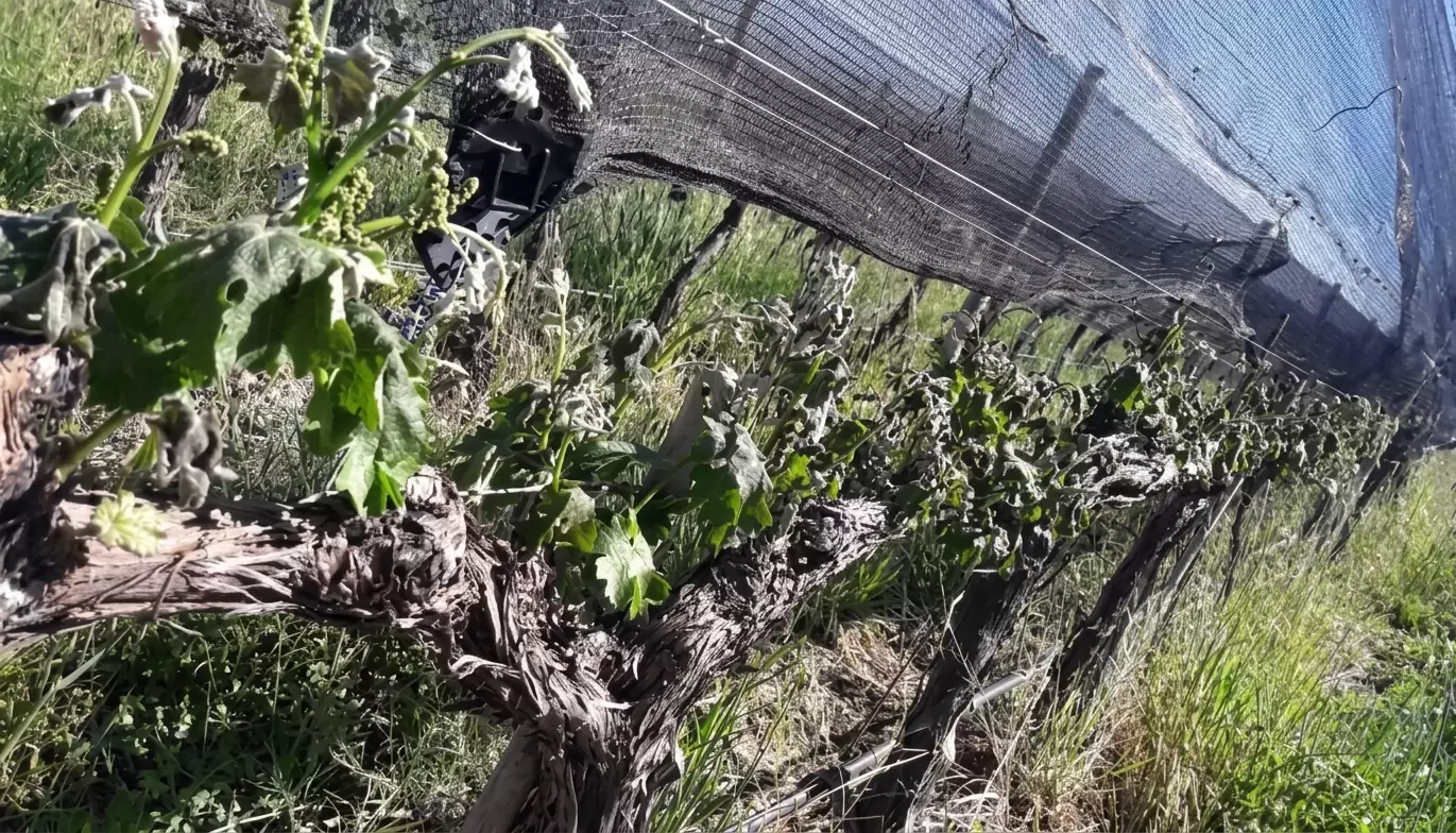 Las heladas complican al campo: ya hay 400 denuncias y más de 6.300 hectáreas en evaluación