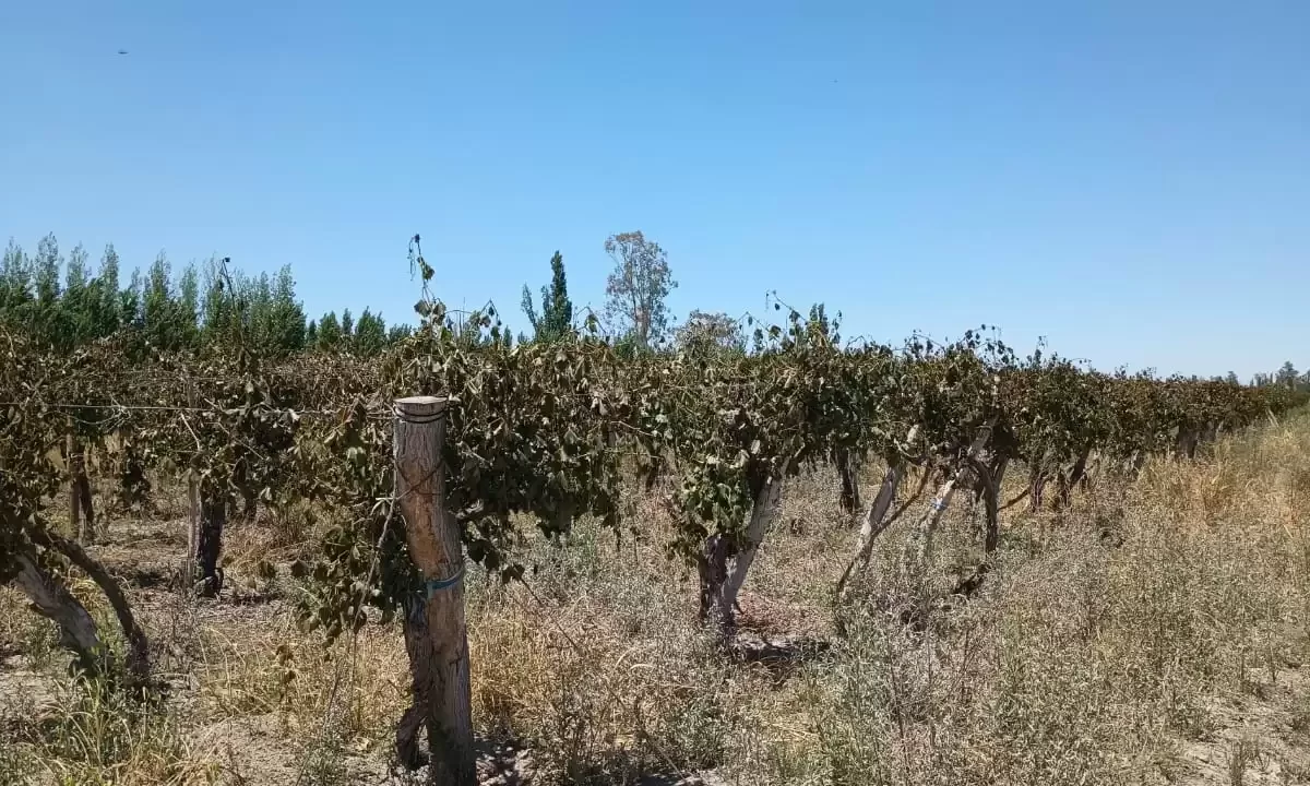 Otra helada golpeó a la producción sanjuanina y crece la preocupación por los daños