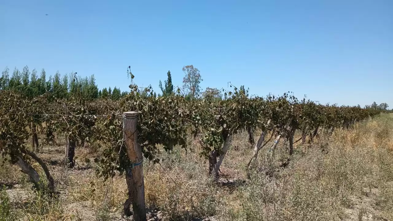 Otra helada golpeó a la producción sanjuanina y crece la preocupación por los daños