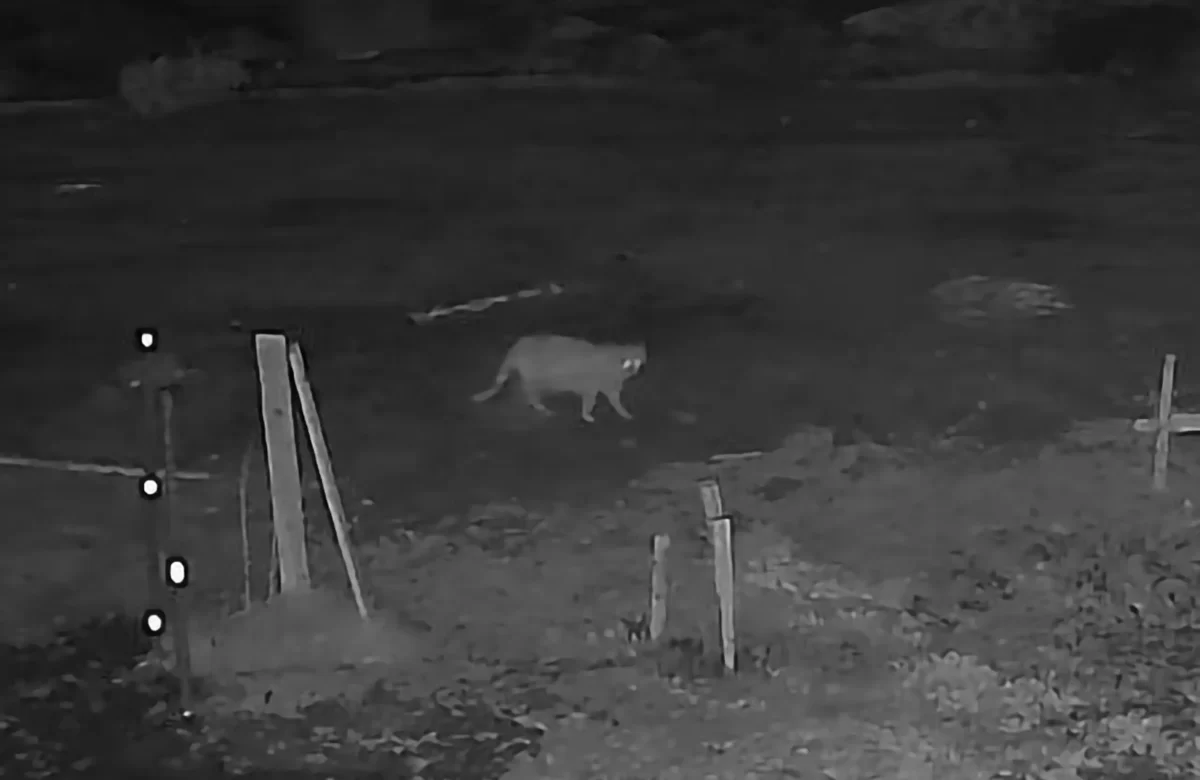 Cámara de seguridad filmó a un puma merodeando en un barrio de Jáchal