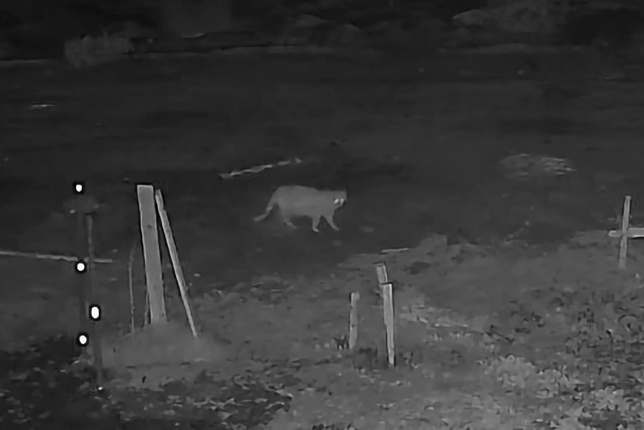 Cámara de seguridad filmó a un puma merodeando en un barrio de Jáchal